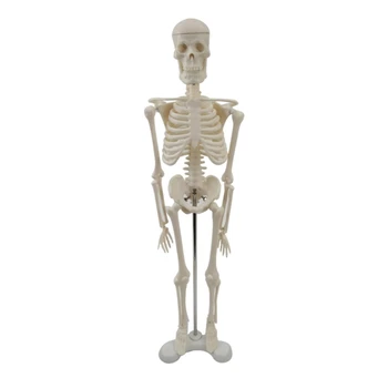 Žmogaus Skeleto Modelis Anatomijos Viso Kūno Mokymo Modelį Žmogaus Kūno Modelis Stovo Dropship